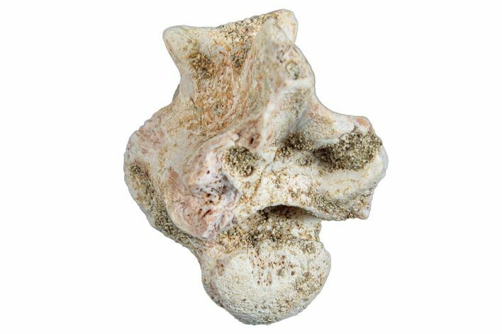 Fossil Sea Snake (Palaeophis) Vertebra - Morocco #277542